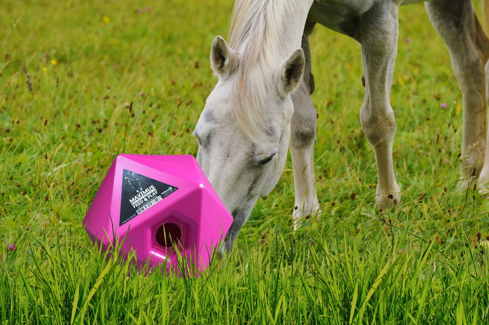 Cubo portamangime per cavalli rosa, apertura per snack da 37 mm – Maximus Feed & Play Cube - immagine 3