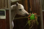 Palla gioco per cavalli con elastici, 19 cm, rosa – Excellent Horse Fun Play Ball - immagine 4
