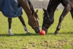 Palla gioco per cavalli con elastici, 19 cm, rosa – Excellent Horse Fun Play Ball - immagine 6