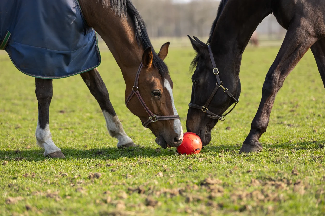 Palla gioco per cavalli con elastici, 19 cm, rosa – Excellent Horse Fun Play Ball - immagine 6