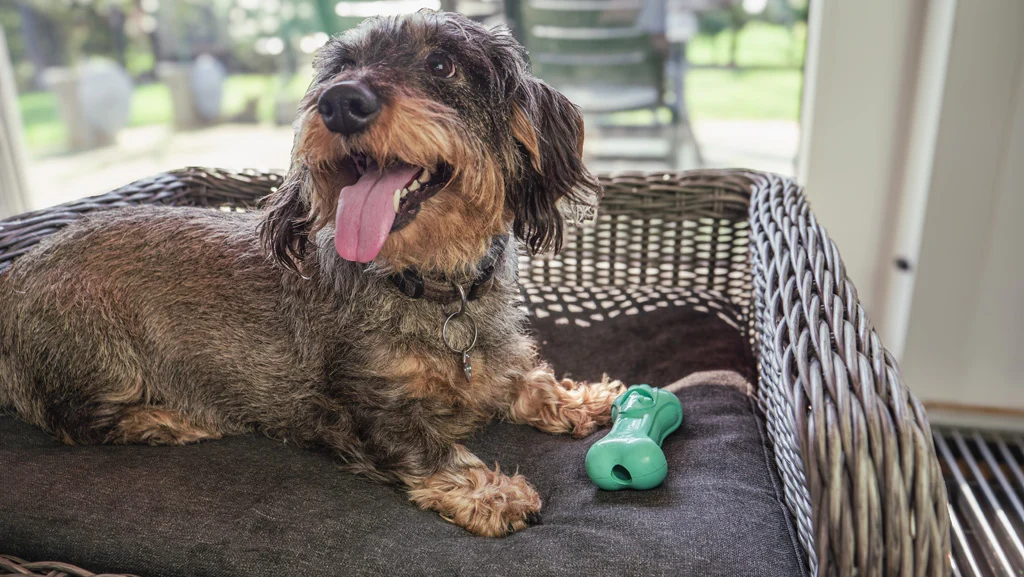 Osso da masticare per cani in gomma naturale con aroma alla menta – Moodies DJ Derpy - immagine 4