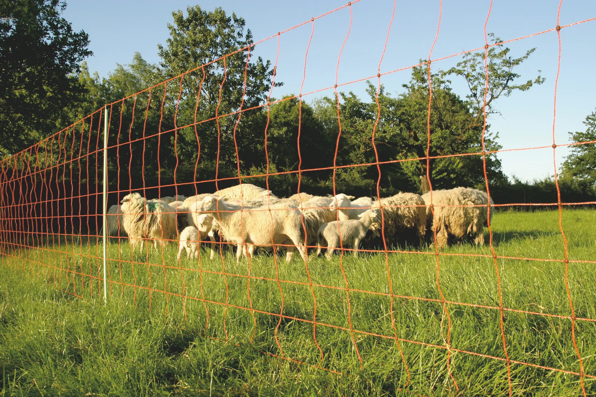 Rete per ovini 50 m, altezza 90 cm, punta singola – Euro-Netz - immagine 2