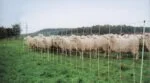 Rete per ovini 50 m, altezza 90 cm, con puntale singolo – Euro-Netz Combi - immagine 3