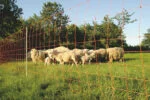 Rete per pecore 50 m, altezza 106 cm, a doppia punta – Euro-Netz Combi - immagine 2