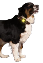 Luce di sicurezza per collare da cane, gialla, 2 modalità di illuminazione – Nightwalk Safety Light - immagine 3