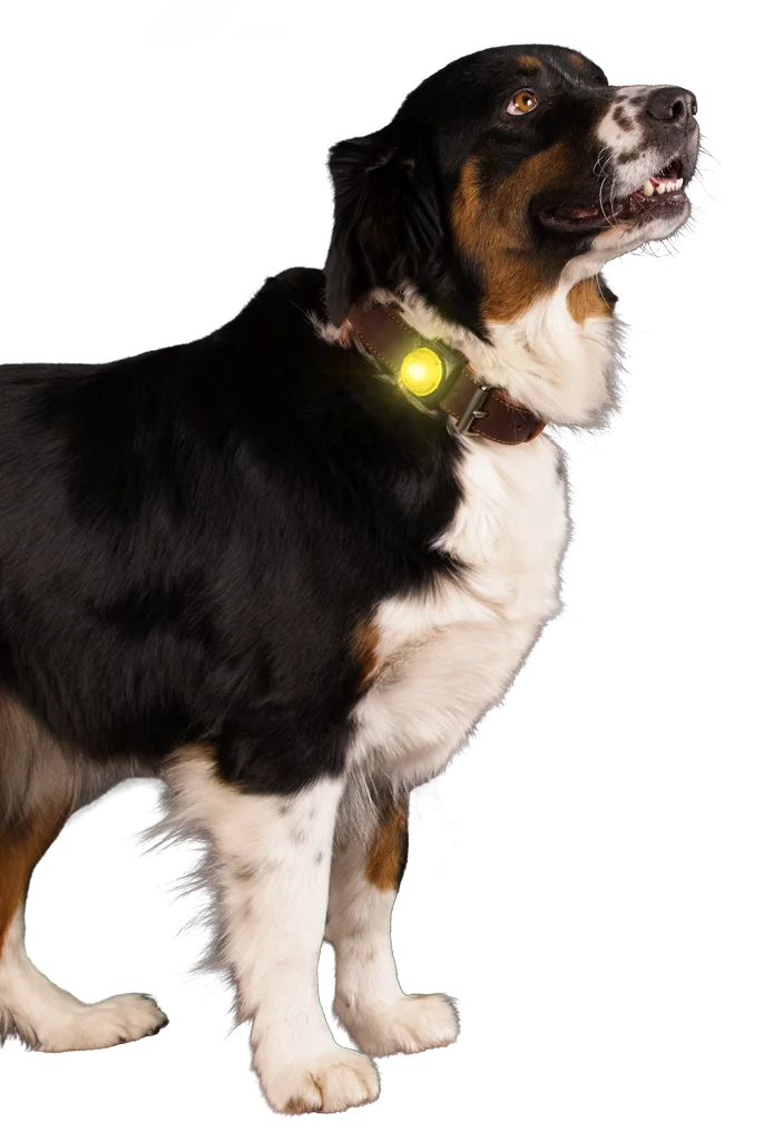 Luce di sicurezza per collare da cane, gialla, 2 modalità di illuminazione – Nightwalk Safety Light - immagine 3