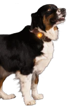Luce di sicurezza per collare per cani, arancione, 2 modalità di illuminazione – Nightwalk Safety Light - immagine 3