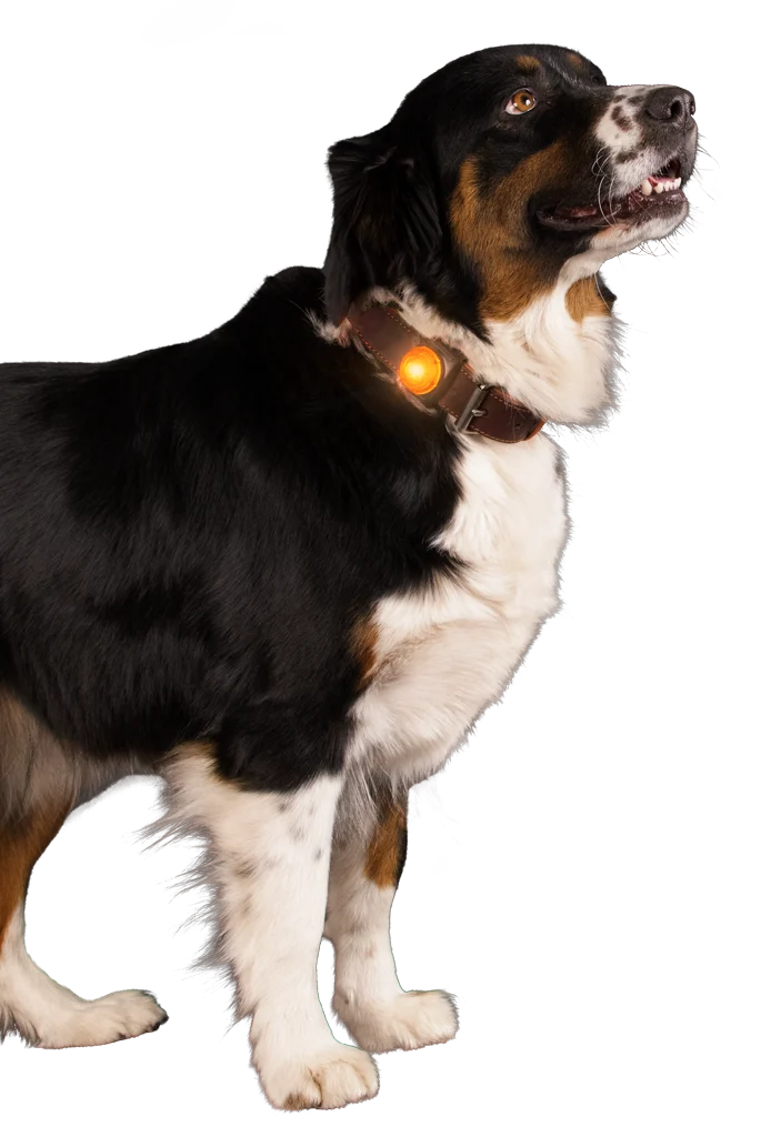Luce di sicurezza per collare per cani, arancione, 2 modalità di illuminazione – Nightwalk Safety Light - immagine 3