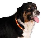 Collare luminoso ricaricabile per cani, arancione – Nightwalk Safety Collar - immagine 3