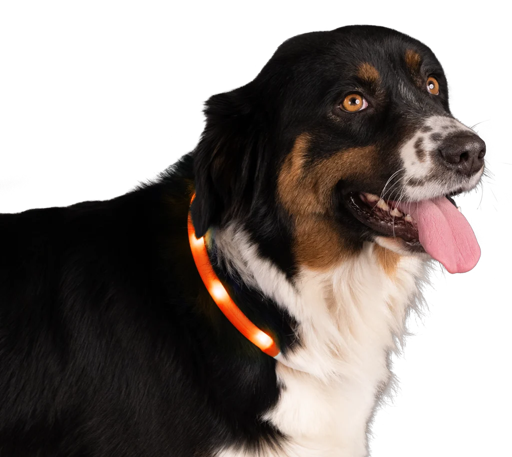 Collare luminoso ricaricabile per cani, arancione – Nightwalk Safety Collar - immagine 3
