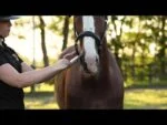 Integratore energetico per cavalli con vitamine A e D, 12 ml – Excellent Horse Vitasporal - immagine 4
