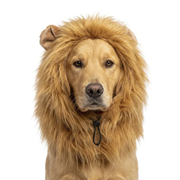Criniera da leone arancione per cani L – Criniera arancione Holland