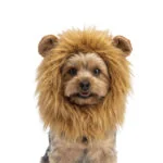 Criniera da leone arancione per cani, taglia S – Criniera arancione Holland