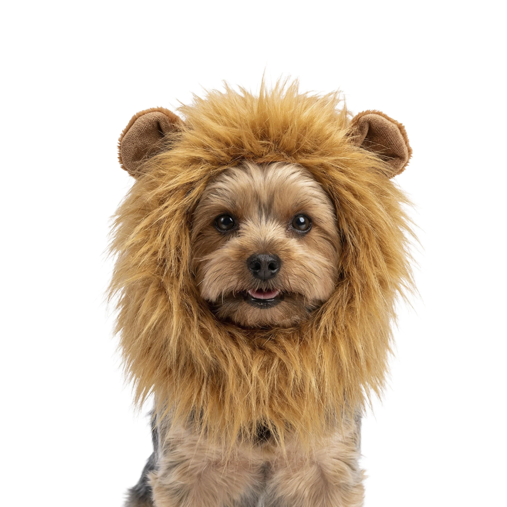 Criniera da leone arancione per cani, taglia S – Criniera arancione Holland - immagine 1
