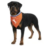 Bandana arancione per cani L per il Koningsdag – Bandana arancione Holland