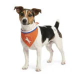 Bandana arancione per cani, taglia S, per la Festa del Re – Bandana arancione Holland