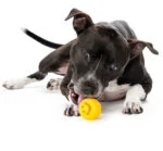 Palla porta crocchette in TPE gialla 6 x 6 cm – Outward Hound (Kyjen) Orbee-Tuff Nooks - immagine 2