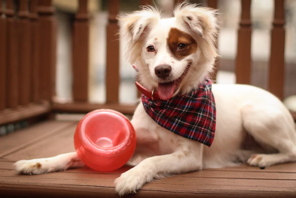 Gioco per cani con snack in TPE – Outward Hound Orbee-Tuff Snoop (Lil' Snoop) - immagine 2