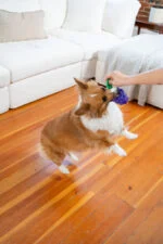 Gioco da masticare con corda e aroma di frutta – Outward Hound (Kyjen) Dental Grapes - immagine 4
