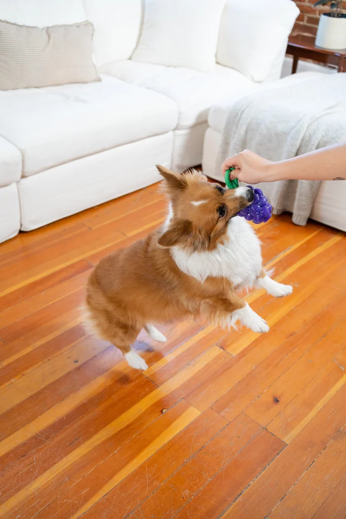 Gioco da masticare con corda e aroma di frutta – Outward Hound (Kyjen) Dental Grapes - immagine 4