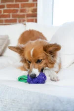Gioco da masticare con corda e aroma di frutta – Outward Hound (Kyjen) Dental Grapes - immagine 5