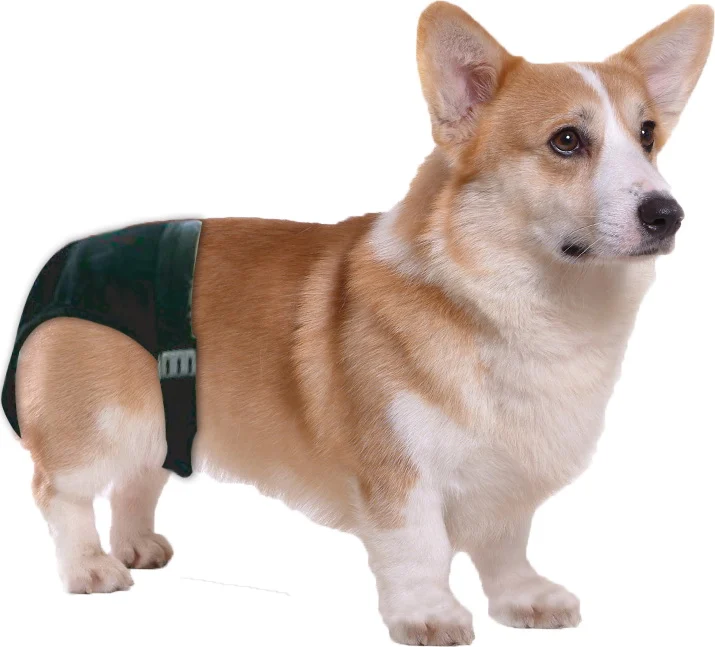 Mutandina igienica per cani con 1 assorbente, circonferenza addominale da 16 a 23 cm – Pawise Sanitary Pants XS - immagine 2