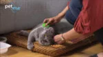 Spazzola in silicone per gatti a pelo lungo, verde – Pet + Me Cat Hair Brush - immagine 5