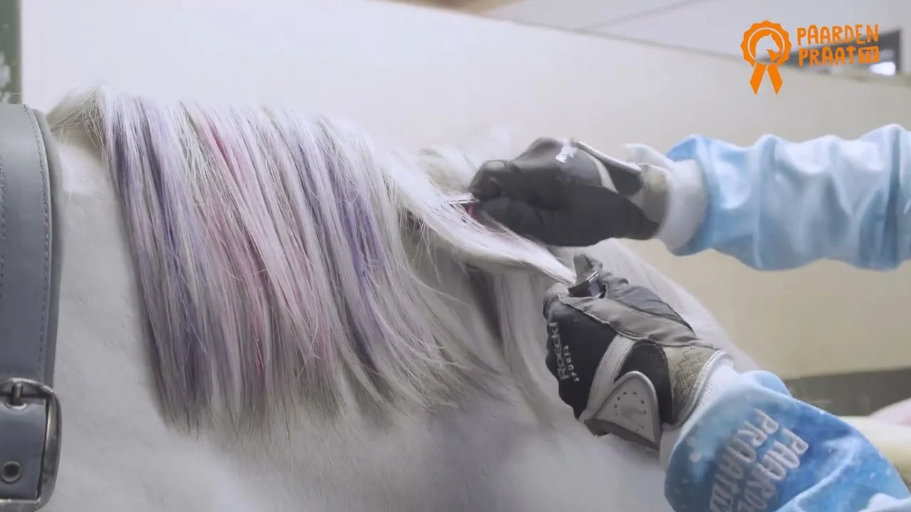 Gessetti per criniera di cavalli, colori arcobaleno, 6 pezzi – Paardenpraat TV Regenboog Kleurkrijt - immagine 2