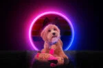 Peluche per cani Asinello con fischietto, rosa S, 20 x 25 cm – Retro Dog Donkey - immagine 3