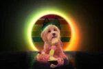 Peluche per cani Asino con fischietto, giallo S – Retro Dog Donkey - immagine 3
