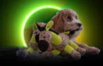 Peluche per cani Asino con fischietto, giallo S – Retro Dog Donkey - immagine 4
