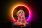 Peluche per cani Asinello con dispositivo sonoro, arancione S – Retro Dog Donkey - immagine 3