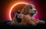Peluche per cani Asinello con dispositivo sonoro, arancione S – Retro Dog Donkey - immagine 4