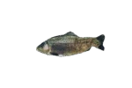 Pesce giocattolo semovente Trota con Madnip, 30 cm – Robocat Fish - immagine 2