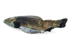 Pesce giocattolo semovente Trota con Madnip, 30 cm – Robocat Fish - immagine 3