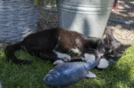 Pesce giocattolo semovente Trota con Madnip, 30 cm – Robocat Fish - immagine 5