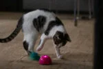 Topo giocattolo con sensore di movimento e Madnip, rosa – Robocat Mouse - immagine 5