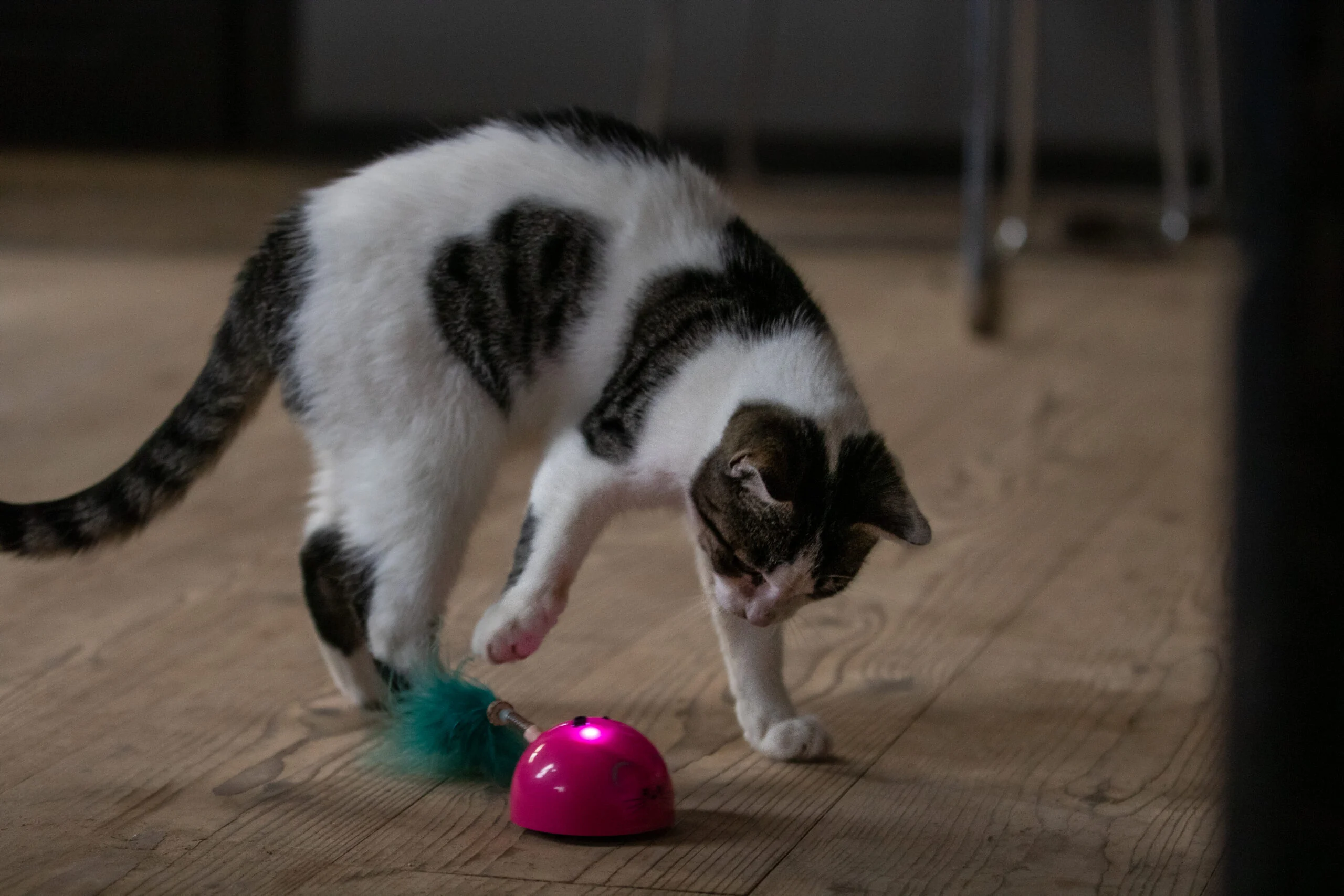 Topo giocattolo con sensore di movimento e Madnip, rosa – Robocat Mouse - immagine 5