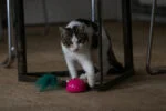Topo giocattolo con sensore di movimento e Madnip, rosa – Robocat Mouse - immagine 4