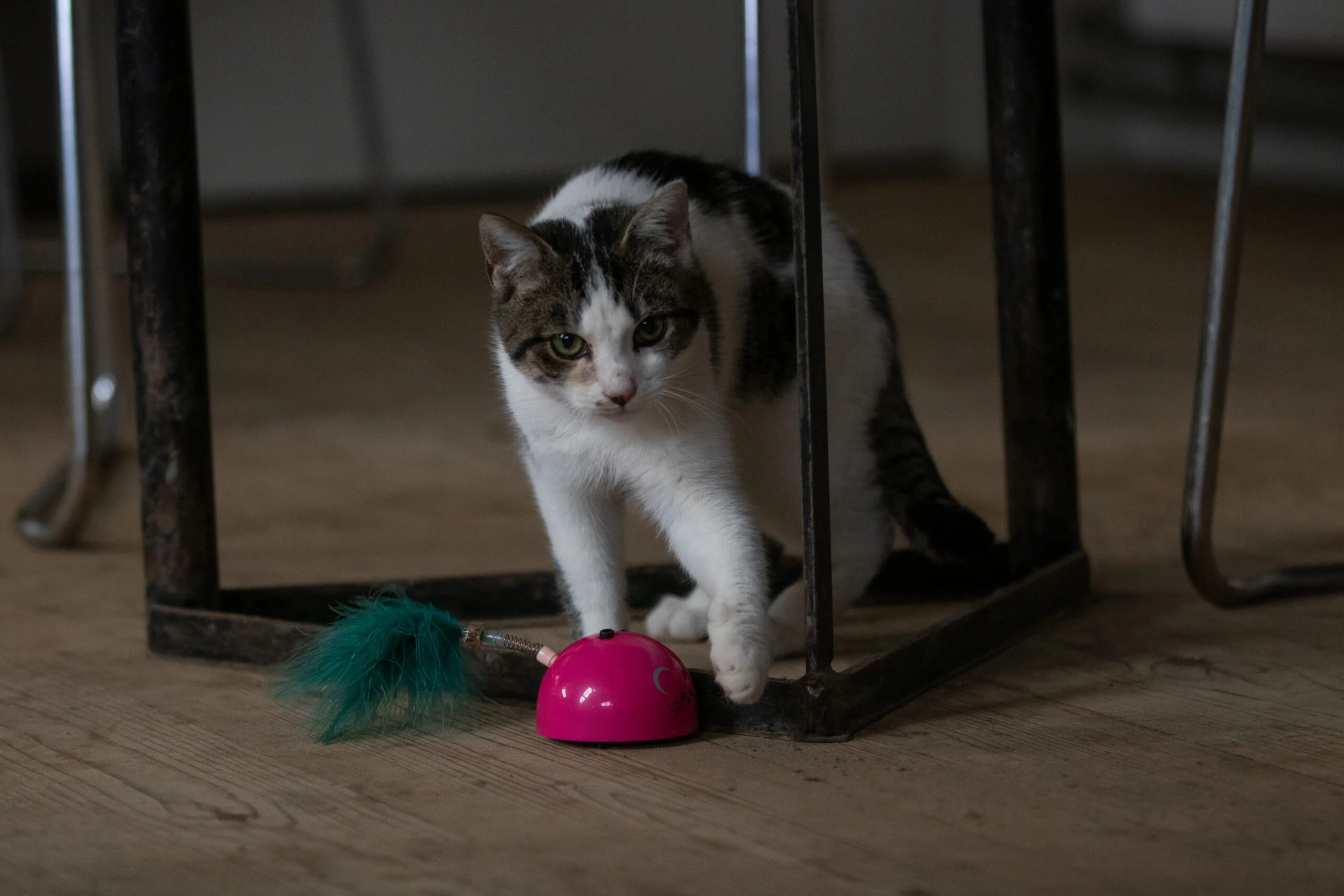 Topo giocattolo con sensore di movimento e Madnip, rosa – Robocat Mouse - immagine 4