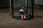 Topo giocattolo con sensore di movimento e Madnip, rosa – Robocat Mouse - immagine 6