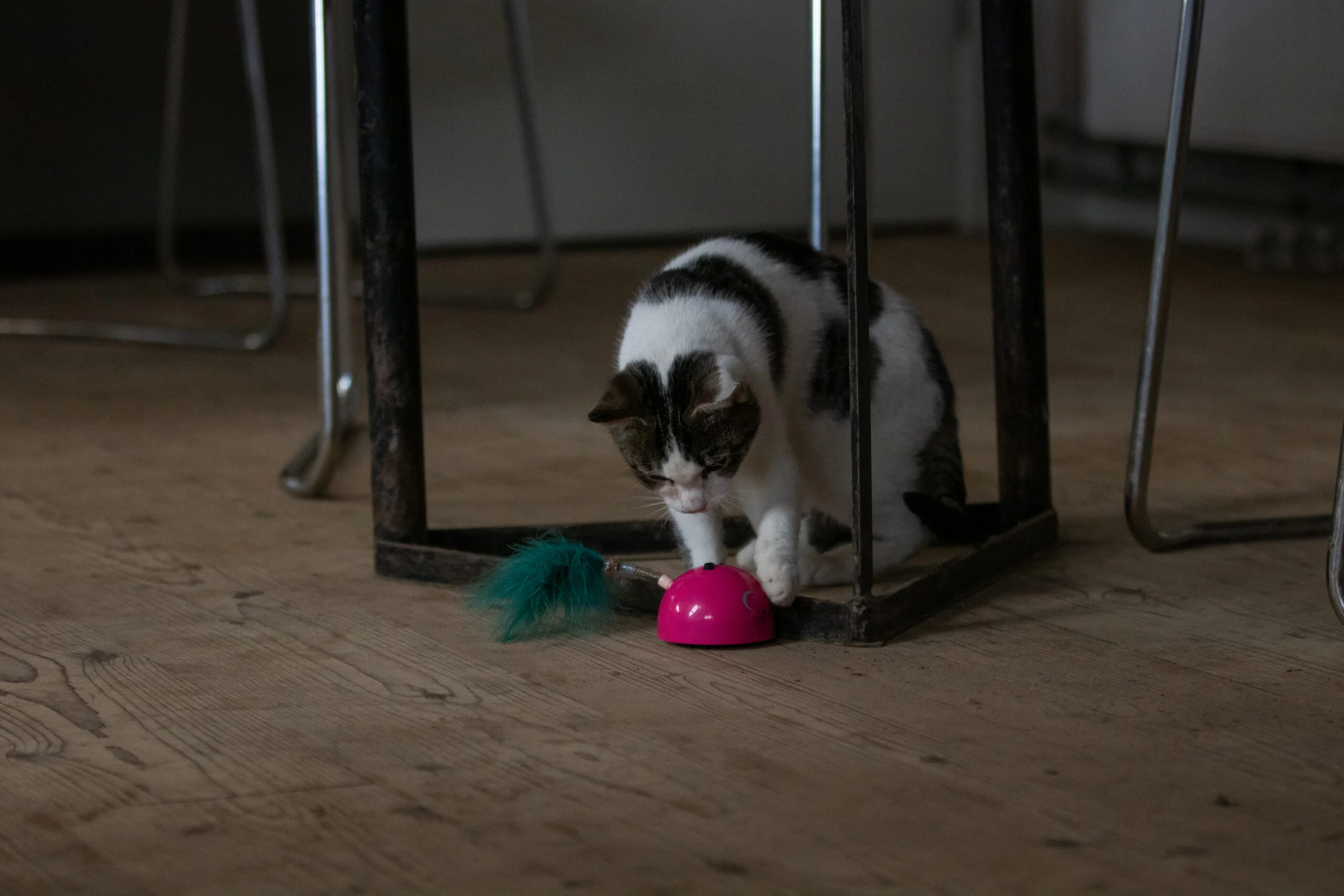 Topo giocattolo con sensore di movimento e Madnip, rosa – Robocat Mouse - immagine 6