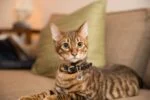 Medaglietta per animali S per cani e gatti, impermeabile – Spotted! Pro - immagine 6