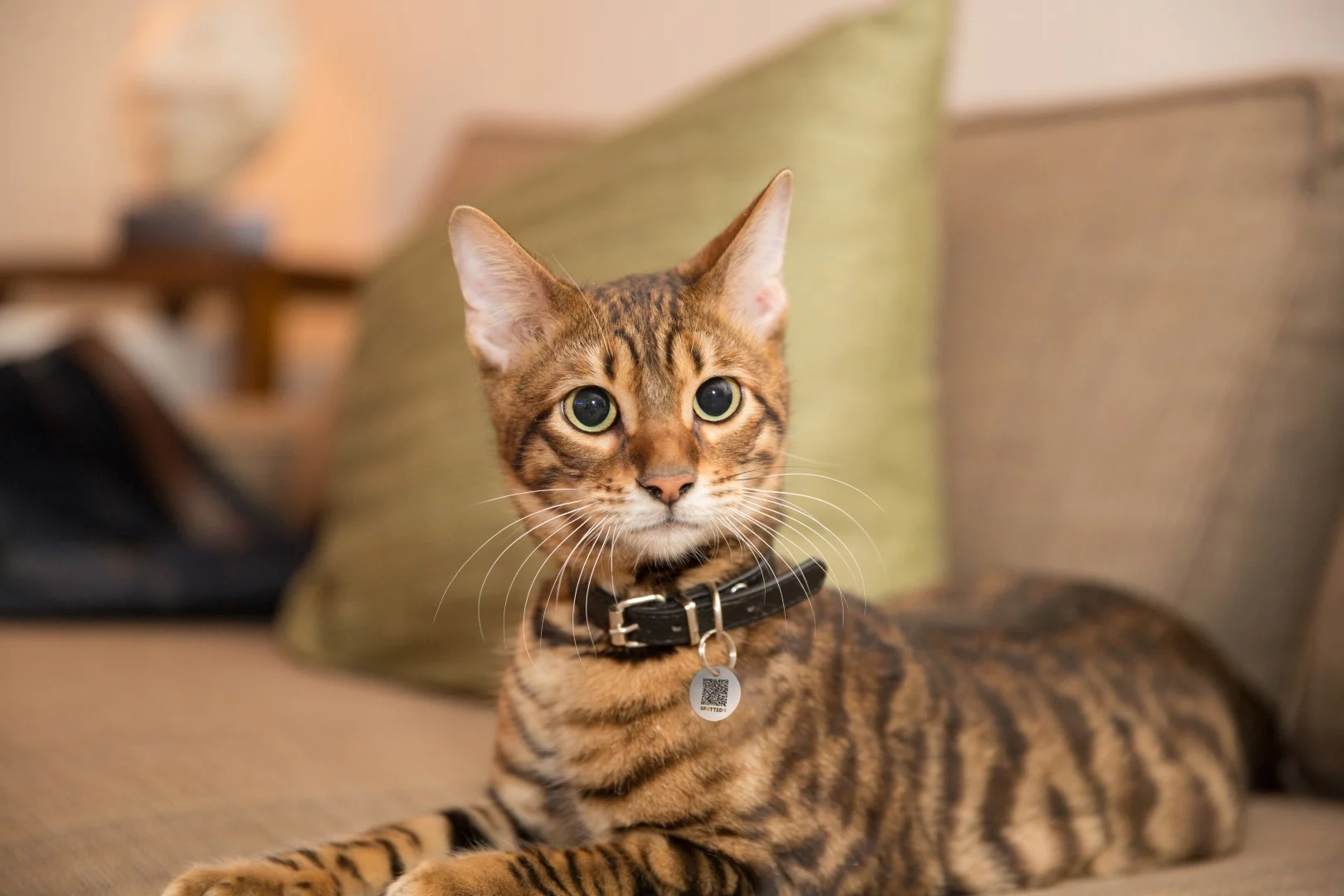 Medaglietta per animali S per cani e gatti, impermeabile – Spotted! Pro - immagine 6