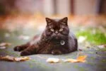 Medaglietta per animali S per cani e gatti, impermeabile – Spotted! Pro - immagine 4