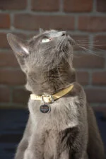 Medaglietta per animali S per cani e gatti, impermeabile – Spotted! Pro - immagine 3