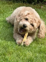 Bastoncino da masticare al formaggio per cani con alghe, senza lattosio – SwissCowers Cheese Bars Seaweed S - immagine 3