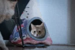 Tenda a tipi per gatti con cuscino, 42 x 56 cm – Takara Tipi Yin Yang - immagine 2