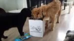 Snack per cani agli spinaci, stick da 12 cm – Braaaf Vegan Snack Spinazie Stick - immagine 4