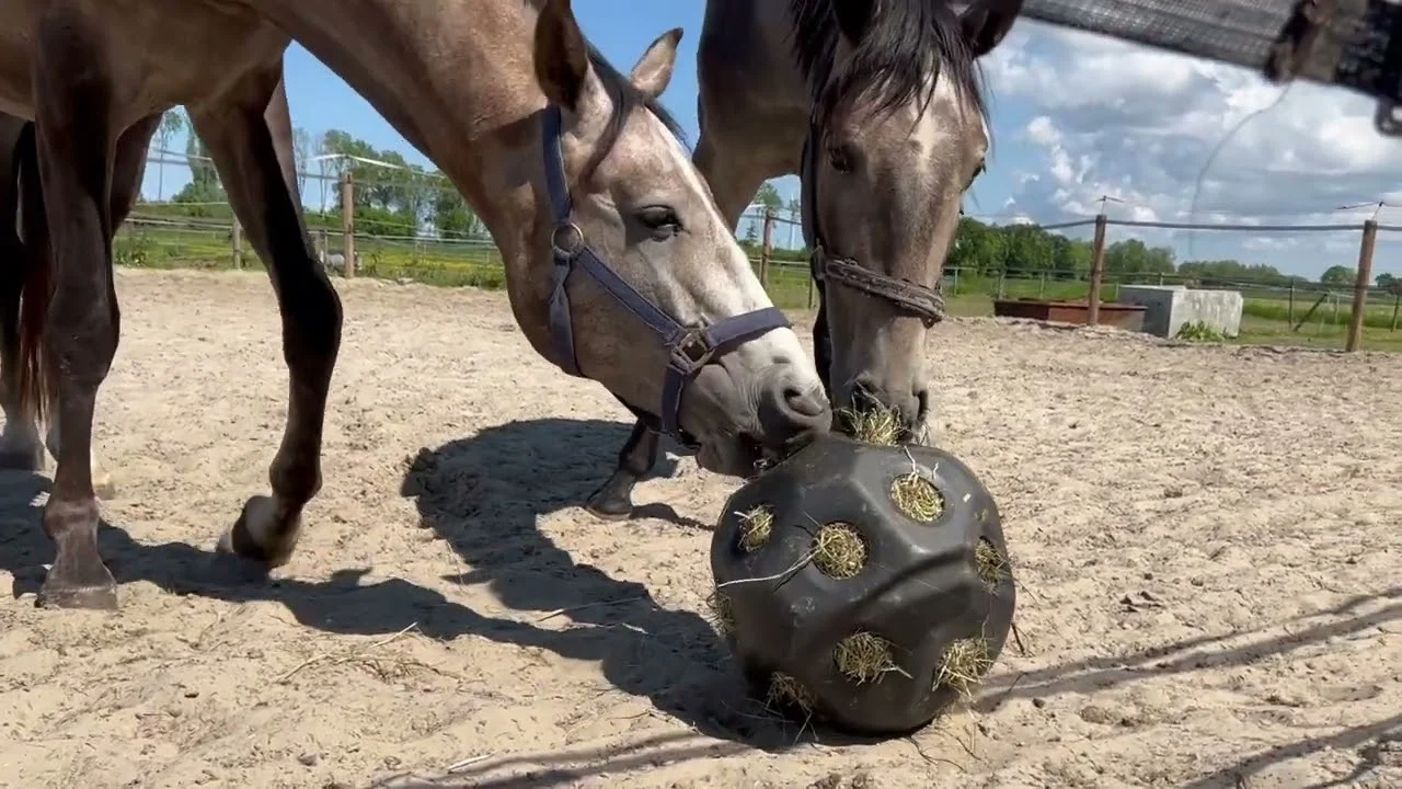 Palla per l’alimentazione dei cavalli con aperture per il mangime, nera – Excellent Horse Feed & Play Ball - immagine 2